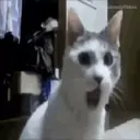 Michis Mov. 11