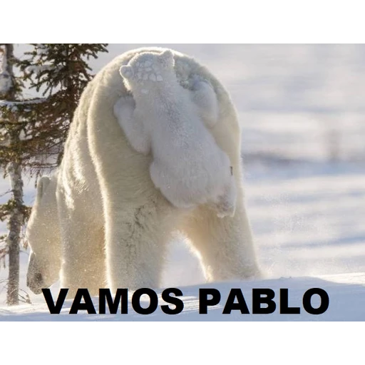 Bears 3
