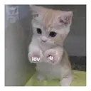 Do lov