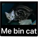 Me bin cat