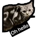 Oh hello