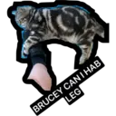 LEGI
BRUCEY CAN I HAB
