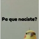 pájaro nojado 23