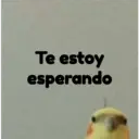 pájaro nojado 11