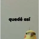 pájaro nojado 1