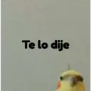 pájaro nojado 13