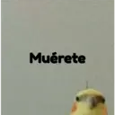 pájaro nojado 10