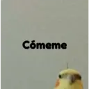 pájaro nojado 5