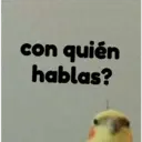 pájaro nojado 19