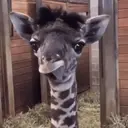 Animales Mix ️ 9