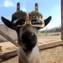 Animales Mix ️ 18