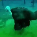 Animales Mix ️ 25