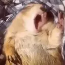 Animales Mix ️ 20