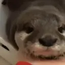 Animales Mix ️ 30