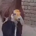 Animales Mix ️ 6