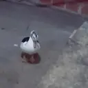 Animales Mix ️ 1