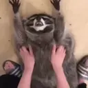 Animales Mix ️ 21