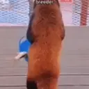 Animales Mix ️ 28