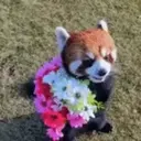 Animales Mix ️ 17