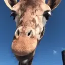 Animales Mix ️ 10