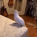 Animales Mix ️ 12