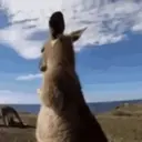 Animales Mix ️ 5