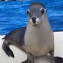 Animales Mix ️ 2