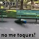 Animales Mix ️ 29