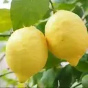 Combinados(Amarillo)❦1 Clásica 9