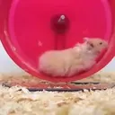 Hámsters en mov 4. 25