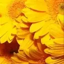 Combinados(Amarillo)❦1 Clásica 11