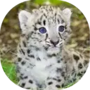 Felinos Bebés ✺1 20