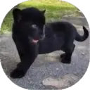 Felinos Bebés ✺1 23