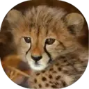 Felinos Bebés ✺1 7