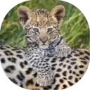 Felinos Bebés ✺1 10