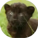 Felinos Bebés ✺1 27