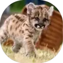 Felinos Bebés ✺1 25