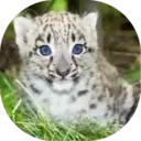 Felinos Bebés ✺1 5
