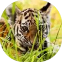 Felinos Bebés ✺1 1