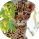 Felinos Bebés ✺1 4
