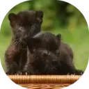 Felinos Bebés ✺1 8