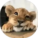 Felinos Bebés ✺1 21