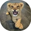 Felinos Bebés ✺1 14