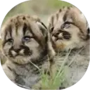 Felinos Bebés ✺1 2