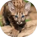 Felinos Bebés ✺1 17