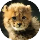 Felinos Bebés ✺1 13