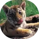 Felinos Bebés ✺1 22