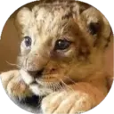 Felinos Bebés ✺1 3