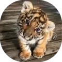 Felinos Bebés ✺1 11