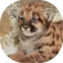 Felinos Bebés ✺1 12